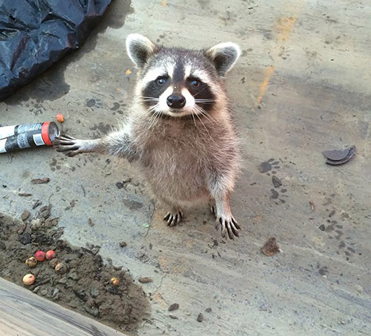 trash pandas
