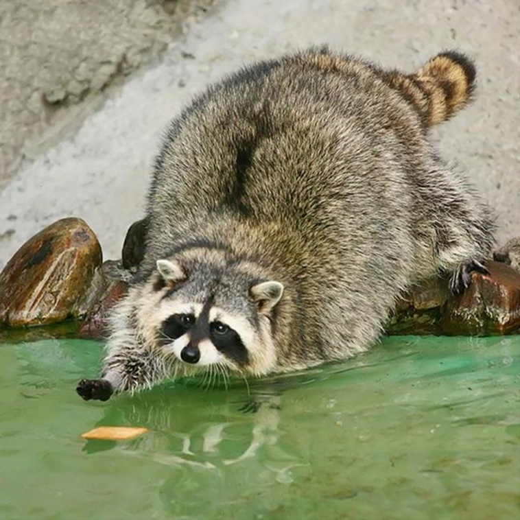 trash pandas