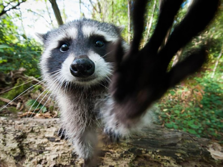 trash pandas