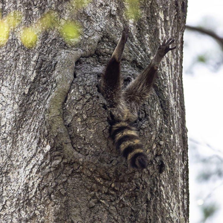 trash pandas