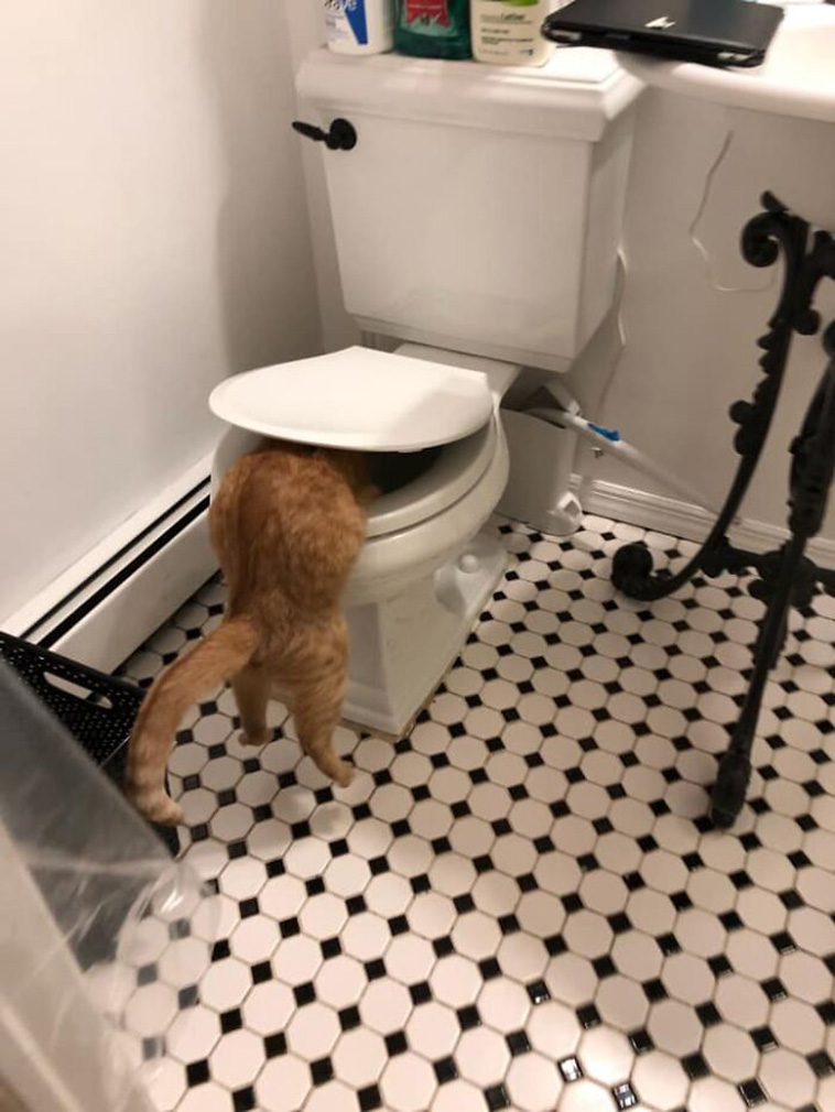 Funniest Cats