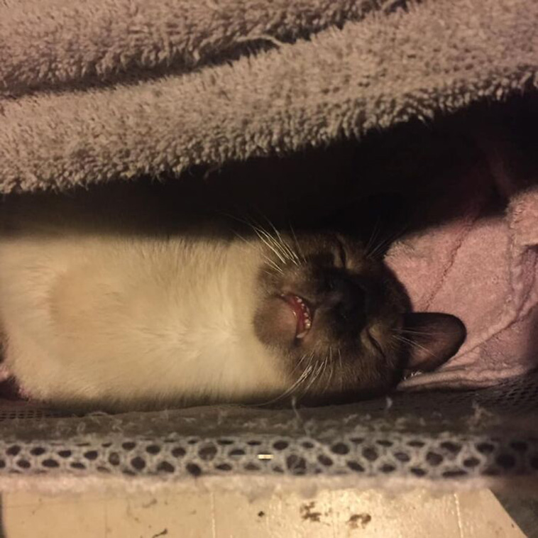 Funniest Cats
