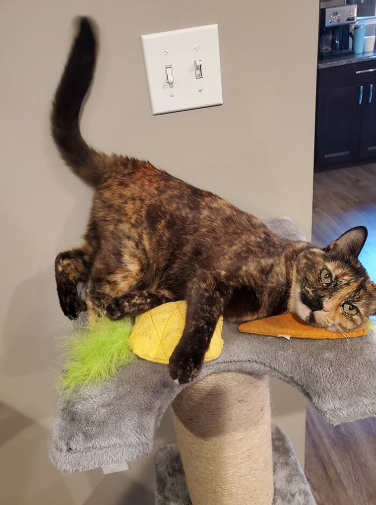 Funniest Cats
