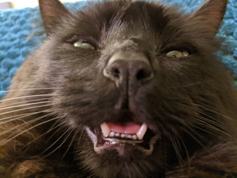 Funniest Cat pics