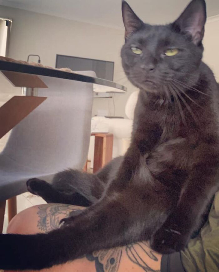 Funniest Cat pics