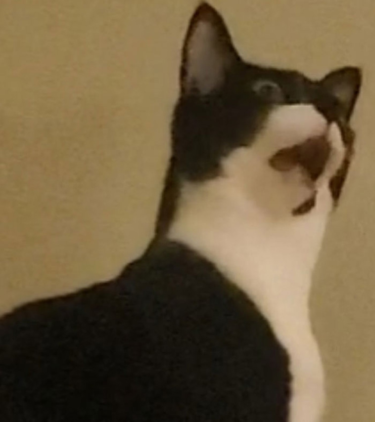 Funniest Cats