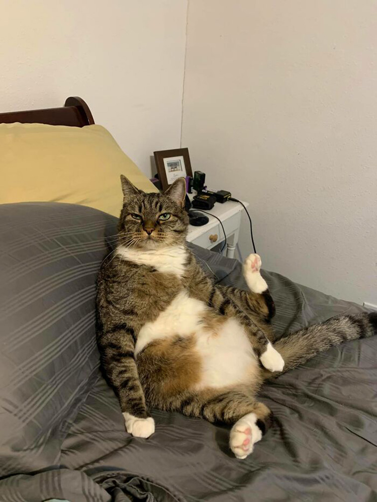 Funniest Cats