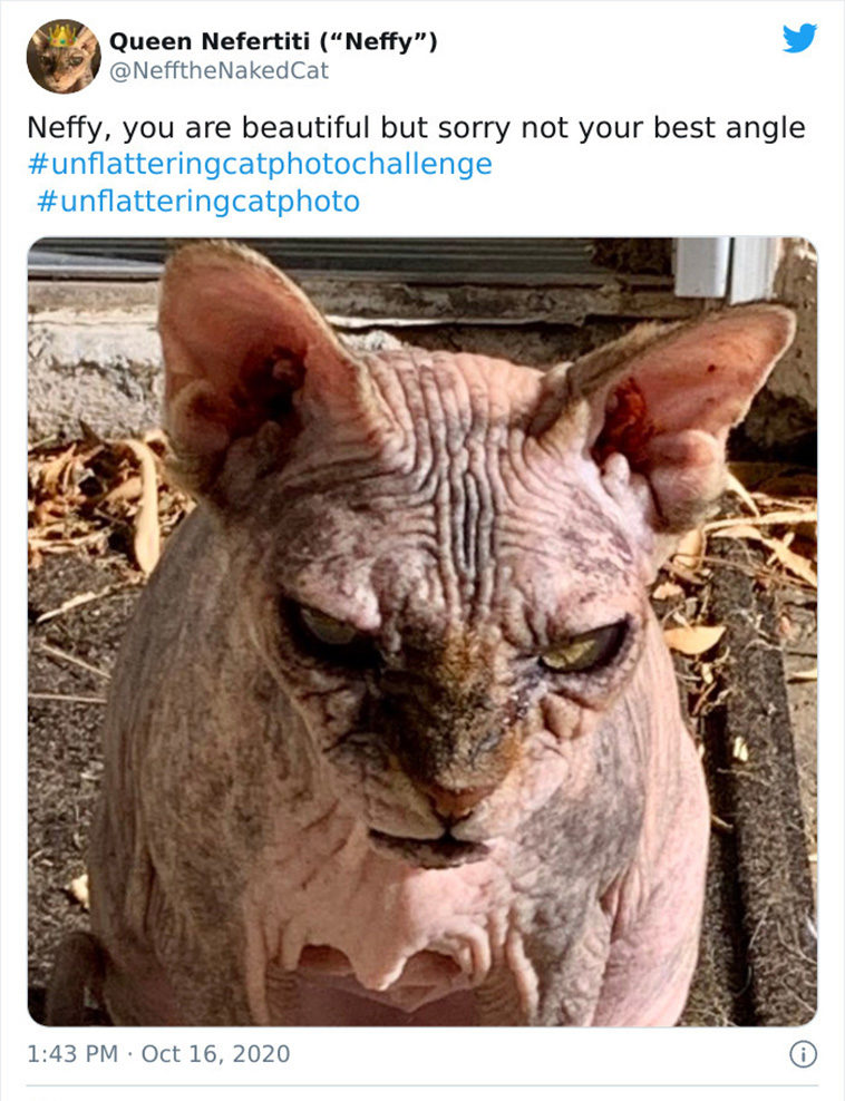 Funniest Cats