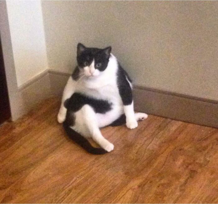 Funniest Cats