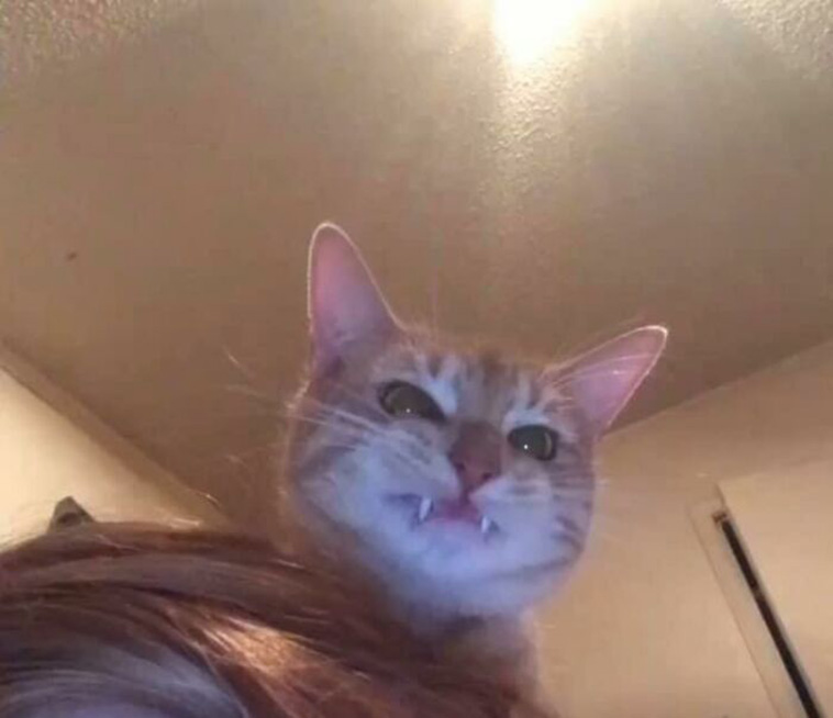 Funniest Cat pics