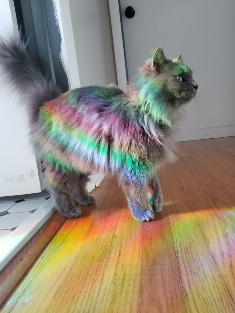 furry cats