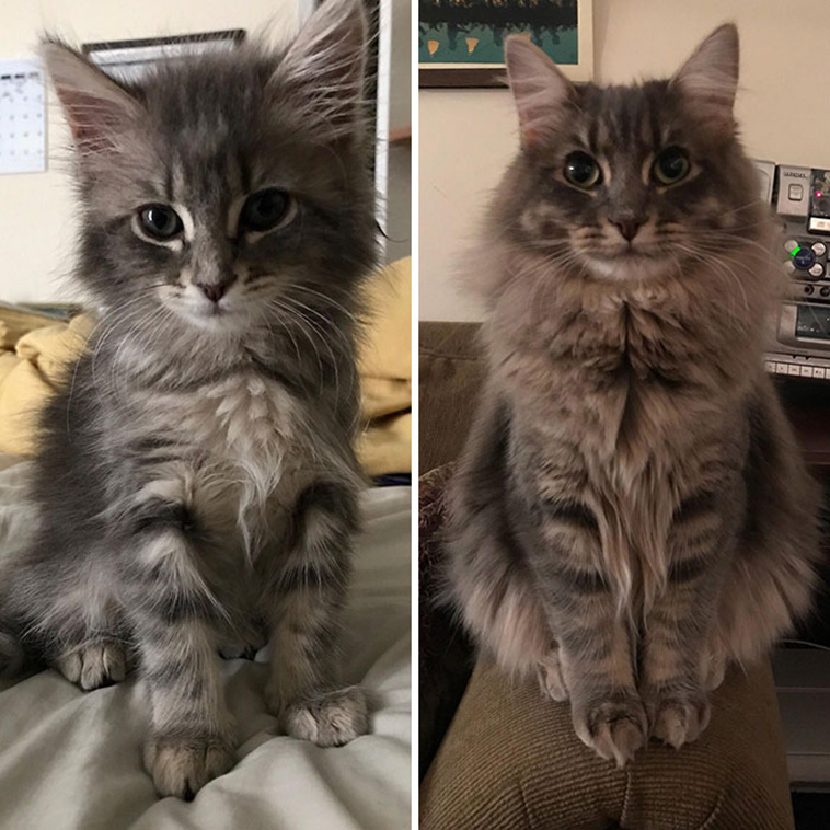 furry cats
