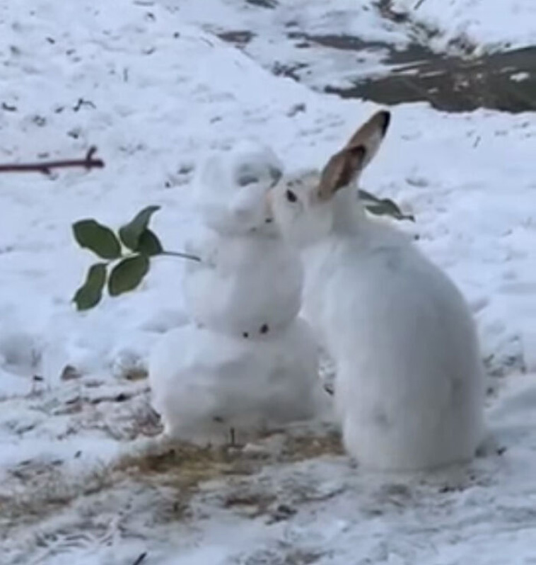 bunny eats snowman carrot nose