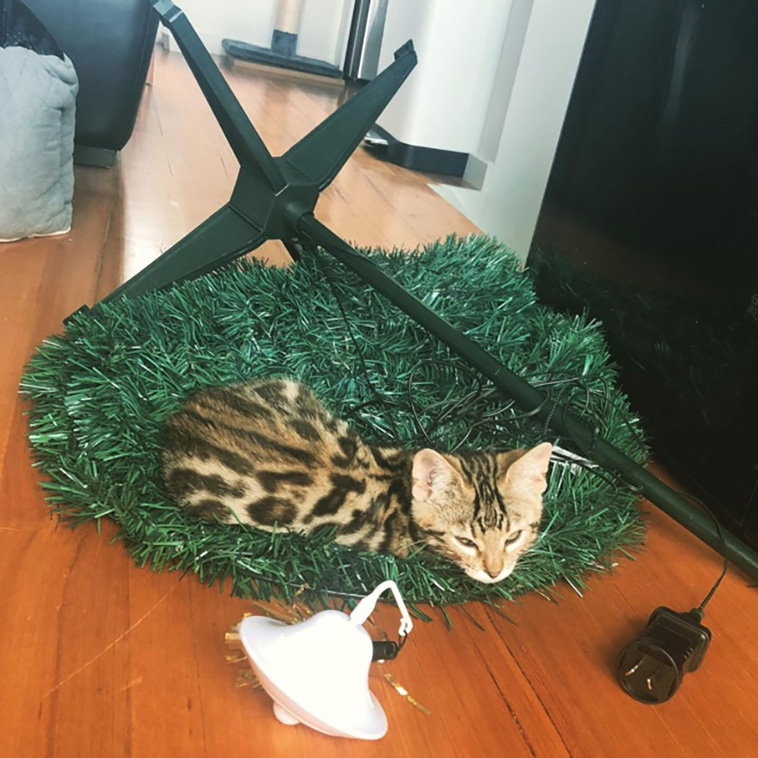 cats vs christmas trees