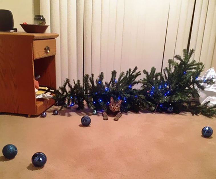 cats vs christmas trees