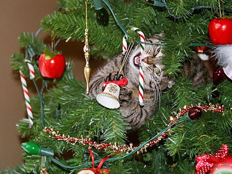 cats vs christmas trees