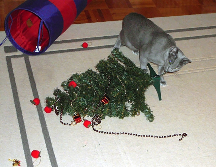 cats vs christmas trees