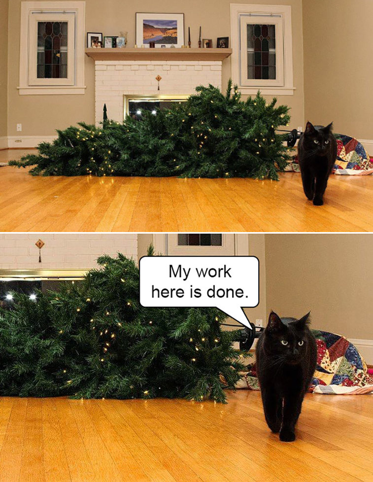 cats vs christmas trees