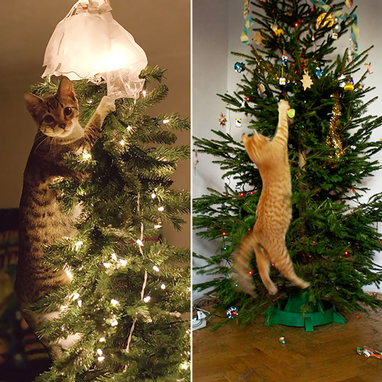 cats vs christmas trees