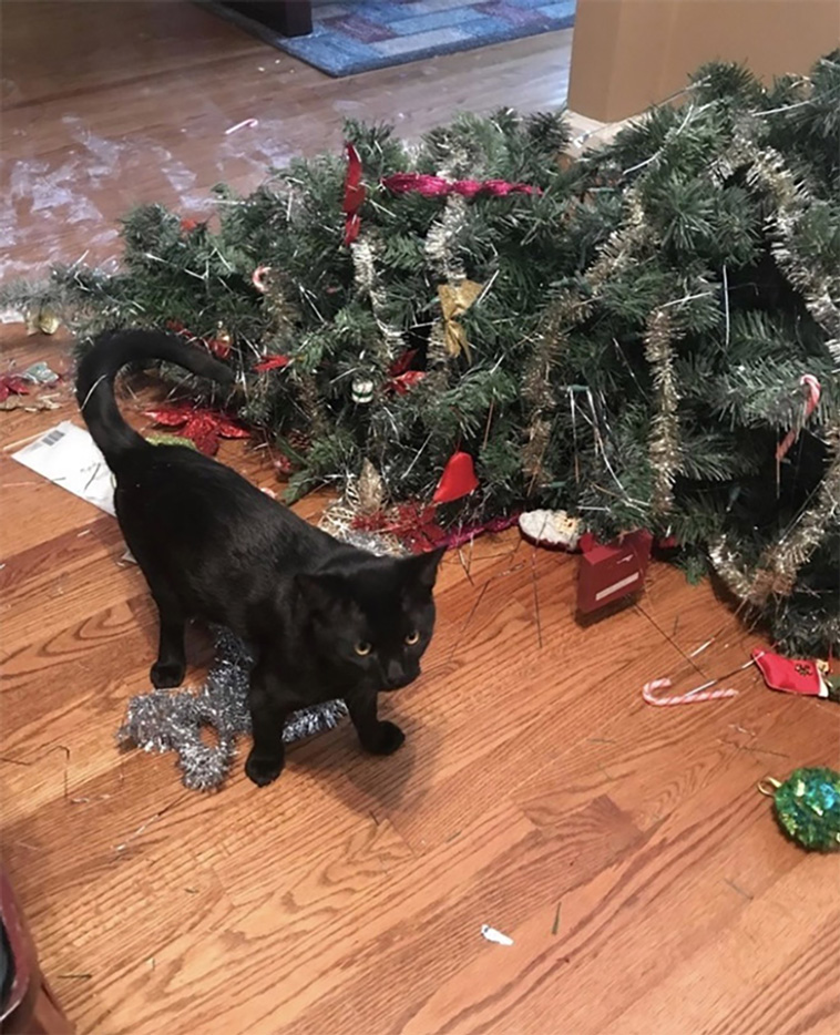 cats vs christmas trees