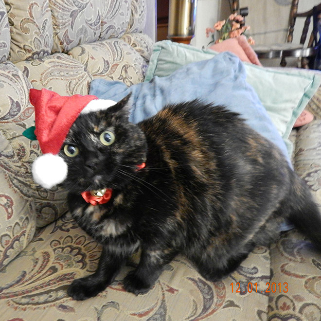 pets hate christmas