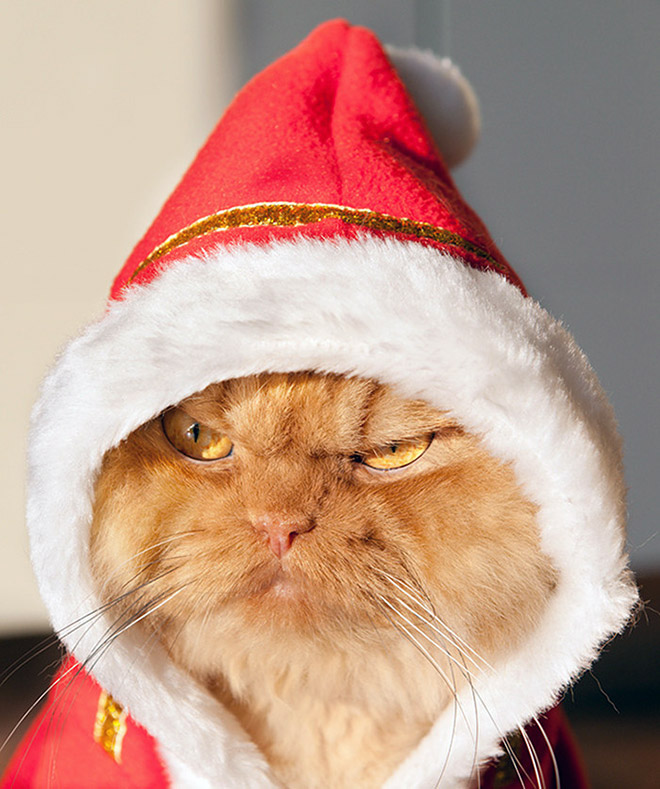 pets hate christmas