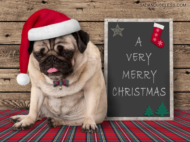pets hate christmas
