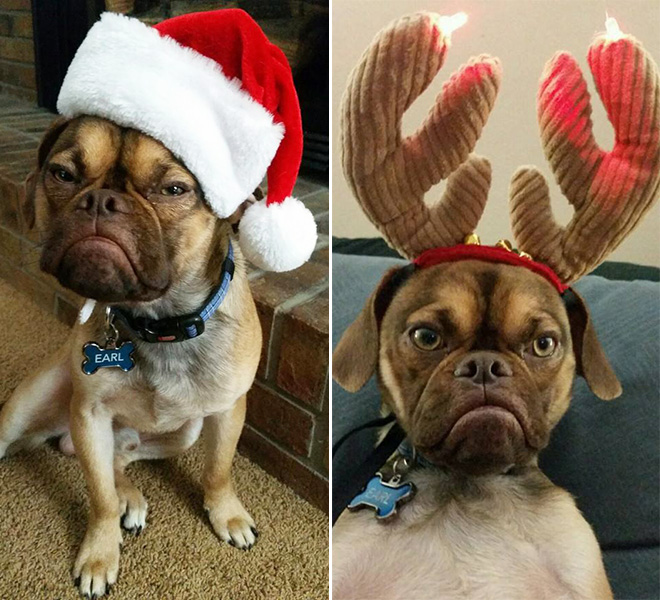 pets hate christmas