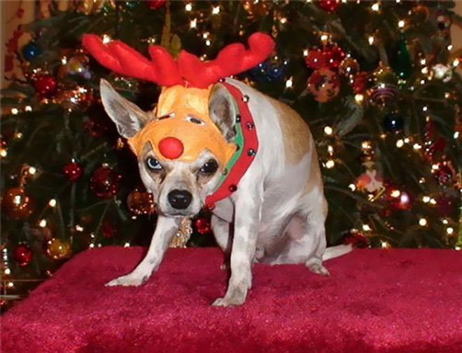 pets hate christmas