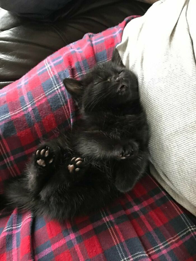 cats sleeping