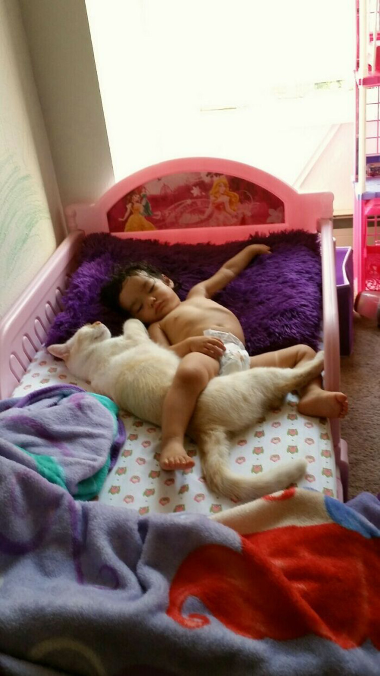 cats sleeping