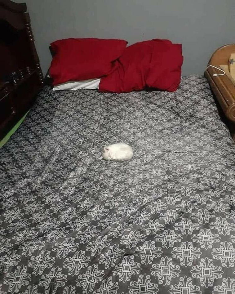 cats sleeping