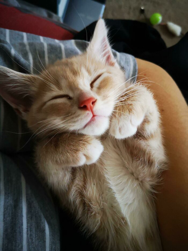 cats sleeping