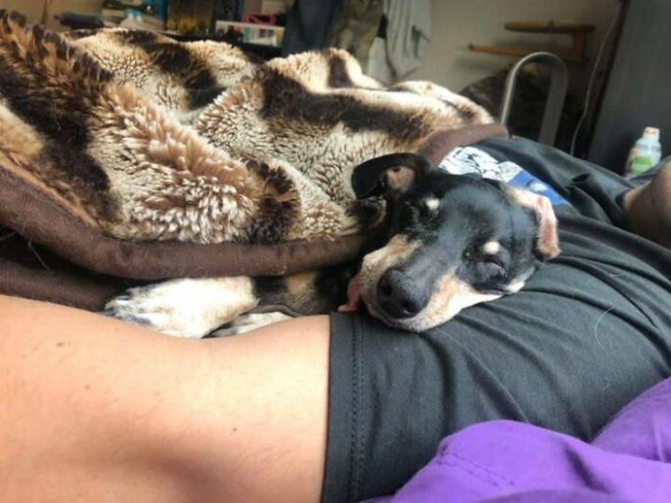 didnt want dog