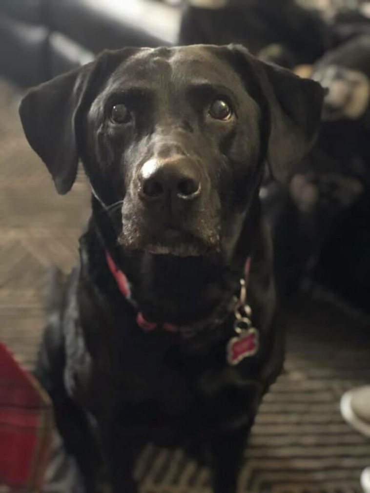 didnt want dog