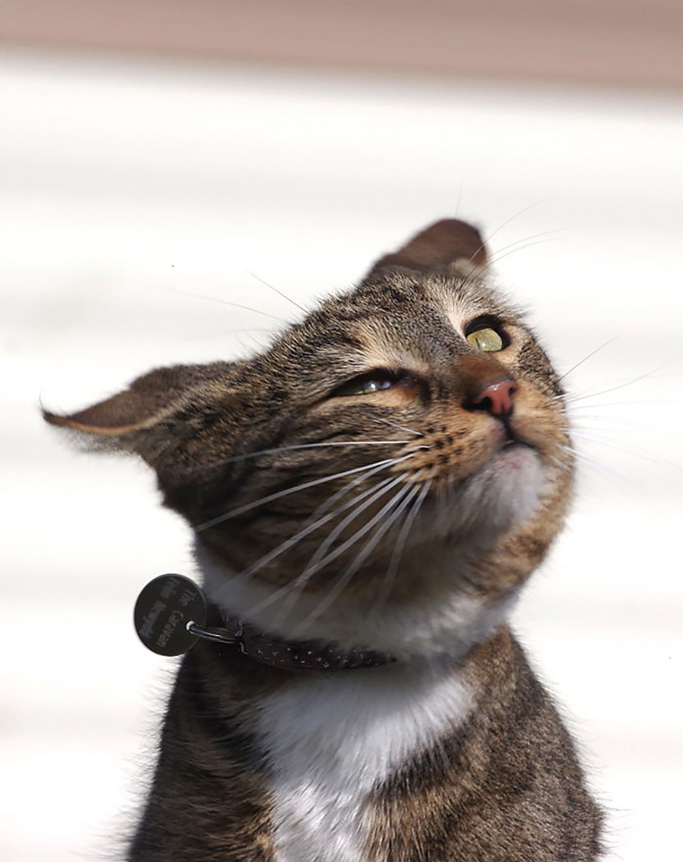 funniest cat pics
