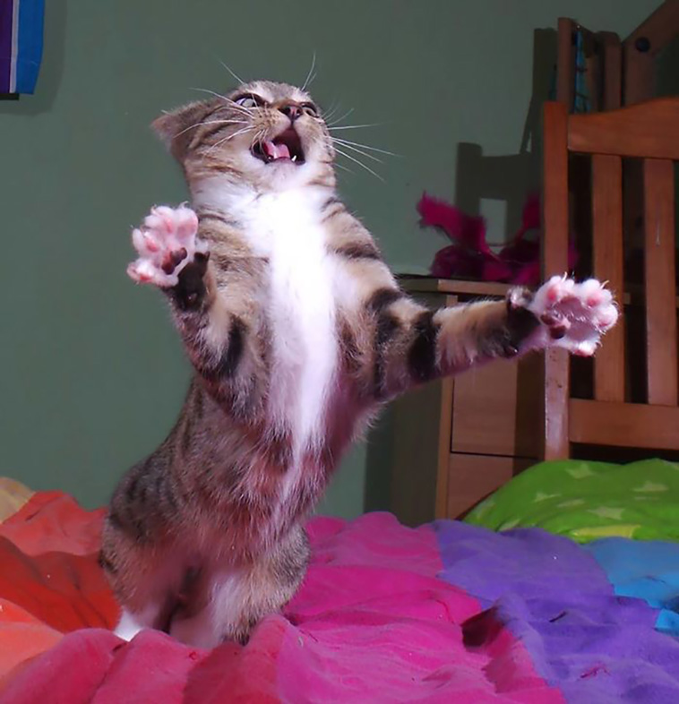 funniest cat pics