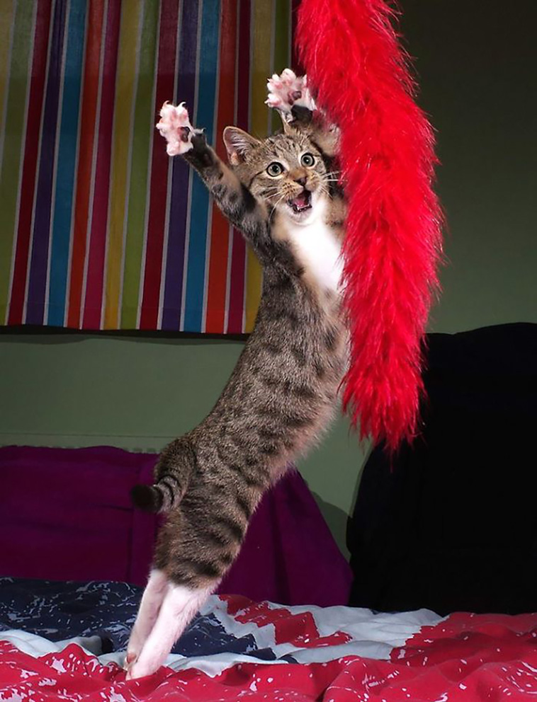 funniest cat pics