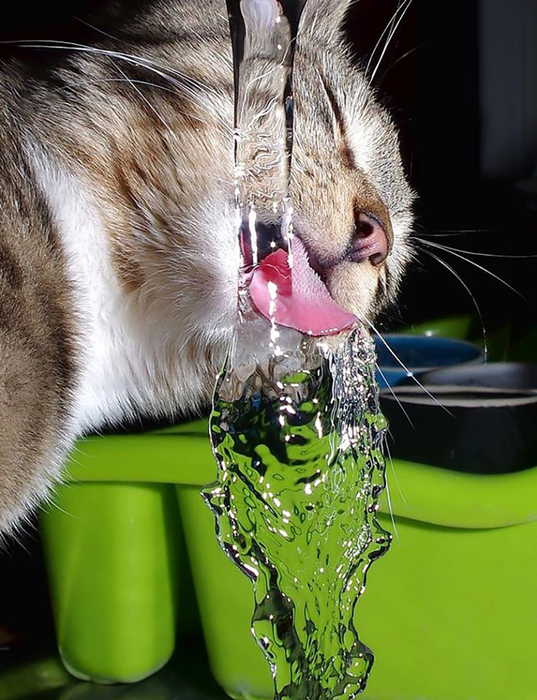 funniest cat pics