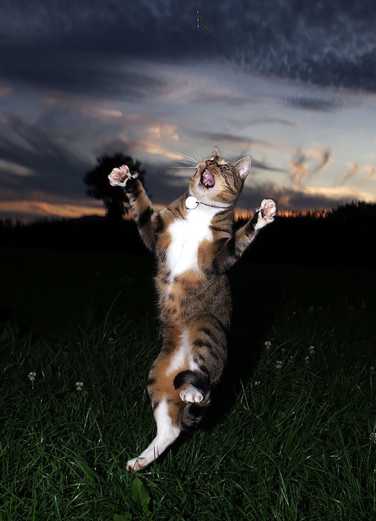 funniest cat pics