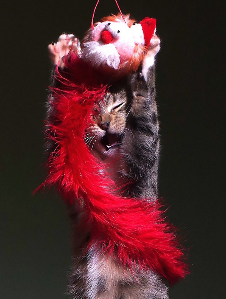 funniest cat pics