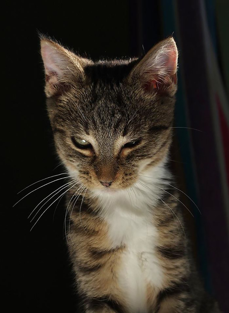 funniest cat pics
