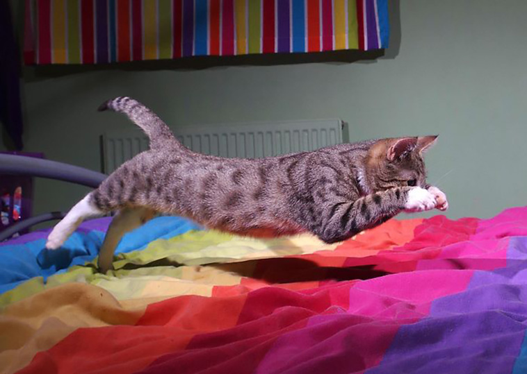 funniest cat pics