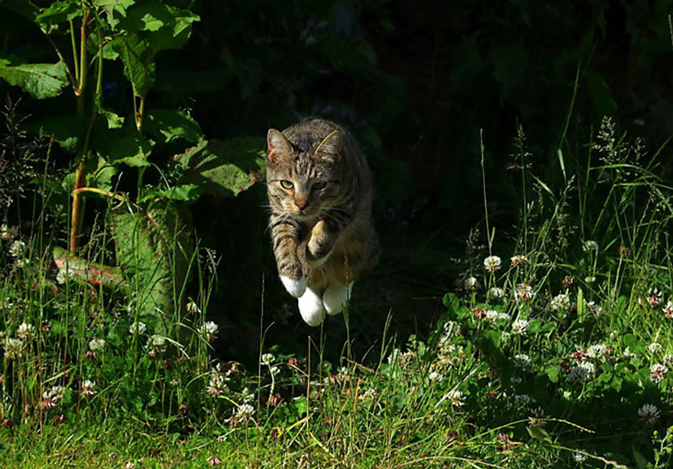 funniest cat pics