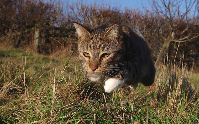 funniest cat pics