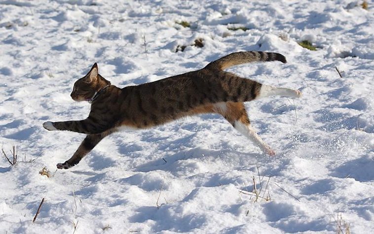 funniest cat pics