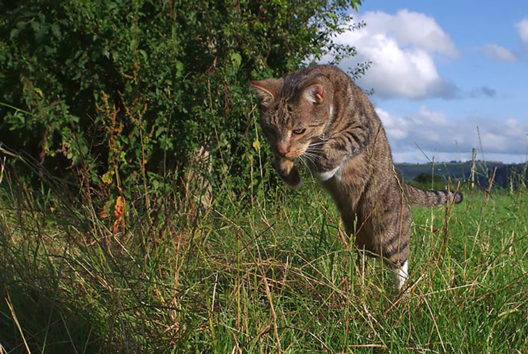 funniest cat pics