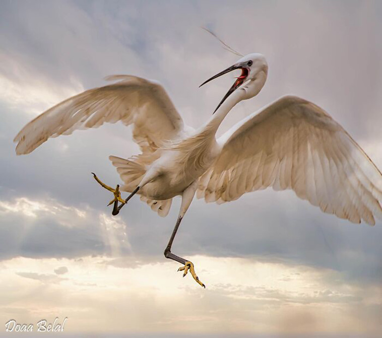 crappy wildlife photos