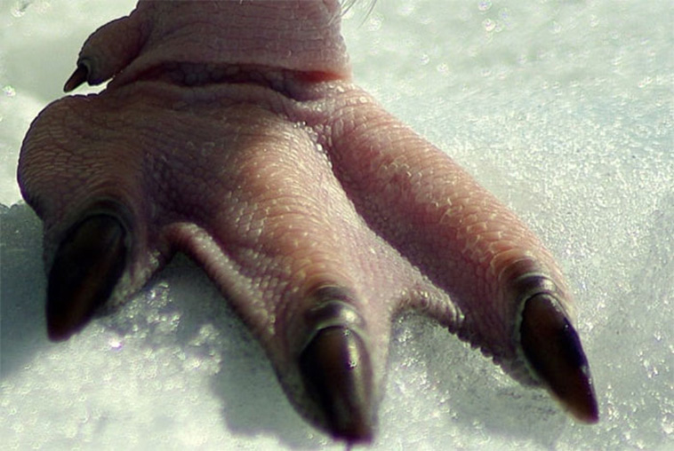 crappy wildlife photos
