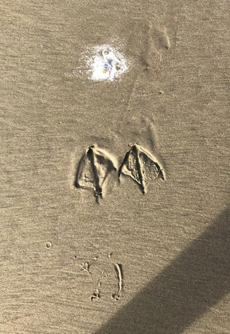 crappy wildlife photos
